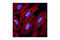 Eukaryotic Translation Initiation Factor 6 antibody, 3833S, Cell Signaling Technology, Immunocytochemistry image 