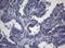 Alcohol Dehydrogenase 5 (Class III), Chi Polypeptide antibody, LS-C792089, Lifespan Biosciences, Immunohistochemistry paraffin image 