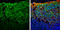 Synaptosome Associated Protein 25 antibody, GTX113839, GeneTex, Immunohistochemistry frozen image 