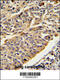 Cathepsin E antibody, 62-330, ProSci, Immunohistochemistry frozen image 