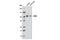 Calcium/Calmodulin Dependent Serine Protein Kinase antibody, 9497S, Cell Signaling Technology, Western Blot image 