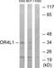 Olfactory Receptor Family 4 Subfamily L Member 1 antibody, GTX87489, GeneTex, Western Blot image 