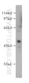 CAMP Responsive Element Binding Protein 3 Like 4 antibody, 13630-1-AP, Proteintech Group, Western Blot image 