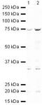 Menin 1 antibody, PA5-19584, Invitrogen Antibodies, Western Blot image 