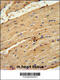 TIMP Metallopeptidase Inhibitor 4 antibody, 55-060, ProSci, Immunohistochemistry frozen image 