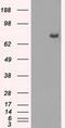 Cytochrome P450 Oxidoreductase antibody, MA5-24967, Invitrogen Antibodies, Western Blot image 