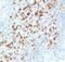 Programmed Cell Death 1 antibody, 34067, QED Bioscience, Immunohistochemistry frozen image 