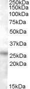 Ras Association Domain Family Member 3 antibody, LS-C87245, Lifespan Biosciences, Western Blot image 