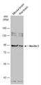 Nectin Cell Adhesion Molecule 3 antibody, NBP2-20013, Novus Biologicals, Western Blot image 