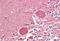 Sonic hedgehog protein antibody, MBS249217, MyBioSource, Immunohistochemistry frozen image 