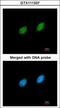 Serine/Threonine Kinase 40 antibody, GTX111337, GeneTex, Immunocytochemistry image 