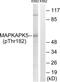 MAPK Activated Protein Kinase 5 antibody, LS-C199229, Lifespan Biosciences, Western Blot image 