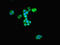Autophagy Related 4D Cysteine Peptidase antibody, LS-C399027, Lifespan Biosciences, Immunofluorescence image 