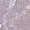 ATP synthase subunit b, mitochondrial antibody, HPA057347, Atlas Antibodies, Immunohistochemistry paraffin image 