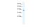 Cation Channel Sperm Associated 2 antibody, PA5-41072, Invitrogen Antibodies, Western Blot image 