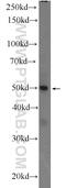 Zinc Finger Protein 134 antibody, 25515-1-AP, Proteintech Group, Enzyme Linked Immunosorbent Assay image 