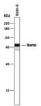 IKAROS Family Zinc Finger 1 antibody, PA5-47682, Invitrogen Antibodies, Western Blot image 