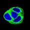Transforming Growth Factor Alpha antibody, orb214660, Biorbyt, Immunocytochemistry image 