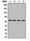 Granulin Precursor antibody, LS-C667825, Lifespan Biosciences, Western Blot image 