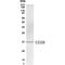 CD28 antibody, PA1-23388, Invitrogen Antibodies, Western Blot image 