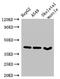 Mitogen-Activated Protein Kinase 12 antibody, CSB-PA013451LA01HU, Cusabio, Western Blot image 