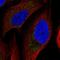 ATP synthase subunit b, mitochondrial antibody, HPA057347, Atlas Antibodies, Immunofluorescence image 