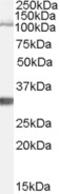 Insulin-degrading enzyme antibody, EB07899, Everest Biotech, Western Blot image 