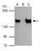 SIN3 Transcription Regulator Family Member A antibody, GTX129156, GeneTex, Immunoprecipitation image 