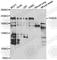 THADA Armadillo Repeat Containing antibody, A7129, ABclonal Technology, Western Blot image 