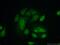 Glutaredoxin 2 antibody, 13381-1-AP, Proteintech Group, Immunofluorescence image 