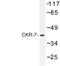 C-C Motif Chemokine Receptor 7 antibody, LS-C177182, Lifespan Biosciences, Western Blot image 
