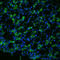 Aquaporin 1 (Colton Blood Group) antibody, LS-B8184, Lifespan Biosciences, Immunofluorescence image 
