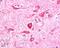 PITPNM Family Member 3 antibody, 46-196, ProSci, Immunohistochemistry frozen image 