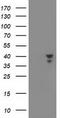 Musashi RNA Binding Protein 1 antibody, TA502273, Origene, Western Blot image 