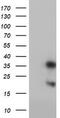 Frataxin antibody, TA504254, Origene, Western Blot image 