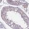 TCAL8 antibody, HPA059115, Atlas Antibodies, Immunohistochemistry frozen image 