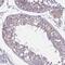 Transcription Elongation Factor A Like 8 antibody, HPA059115, Atlas Antibodies, Immunohistochemistry frozen image 