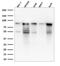 Minichromosome Maintenance Complex Component 7 antibody, GTX34820, GeneTex, Western Blot image 