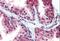 TRASK antibody, NB100-860, Novus Biologicals, Immunohistochemistry frozen image 
