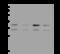 Nucleolar Protein Interacting With The FHA Domain Of MKI67 antibody, 200640-T38, Sino Biological, Western Blot image 