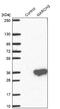  antibody, NBP1-81260, Novus Biologicals, Western Blot image 