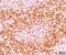 CD6 Molecule antibody, 33-086, ProSci, Immunohistochemistry frozen image 