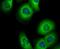Diaphanous Related Formin 3 antibody, NBP2-80419, Novus Biologicals, Immunofluorescence image 