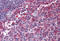 Cytohesin 1 antibody, MBS246035, MyBioSource, Immunohistochemistry frozen image 