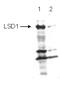 Lysine Demethylase 1A antibody, TA347223, Origene, Western Blot image 