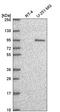 TFIIIC90 antibody, HPA069369, Atlas Antibodies, Western Blot image 