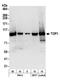 DNA Topoisomerase I antibody, NBP1-30482, Novus Biologicals, Western Blot image 