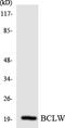 BCL2L2-PABPN1 Readthrough antibody, LS-C200181, Lifespan Biosciences, Western Blot image 