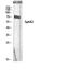 Sphingosine Kinase 2 antibody, A01382, Boster Biological Technology, Western Blot image 