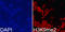 Histone Cluster 3 H3 antibody, GTX54102, GeneTex, Immunofluorescence image 